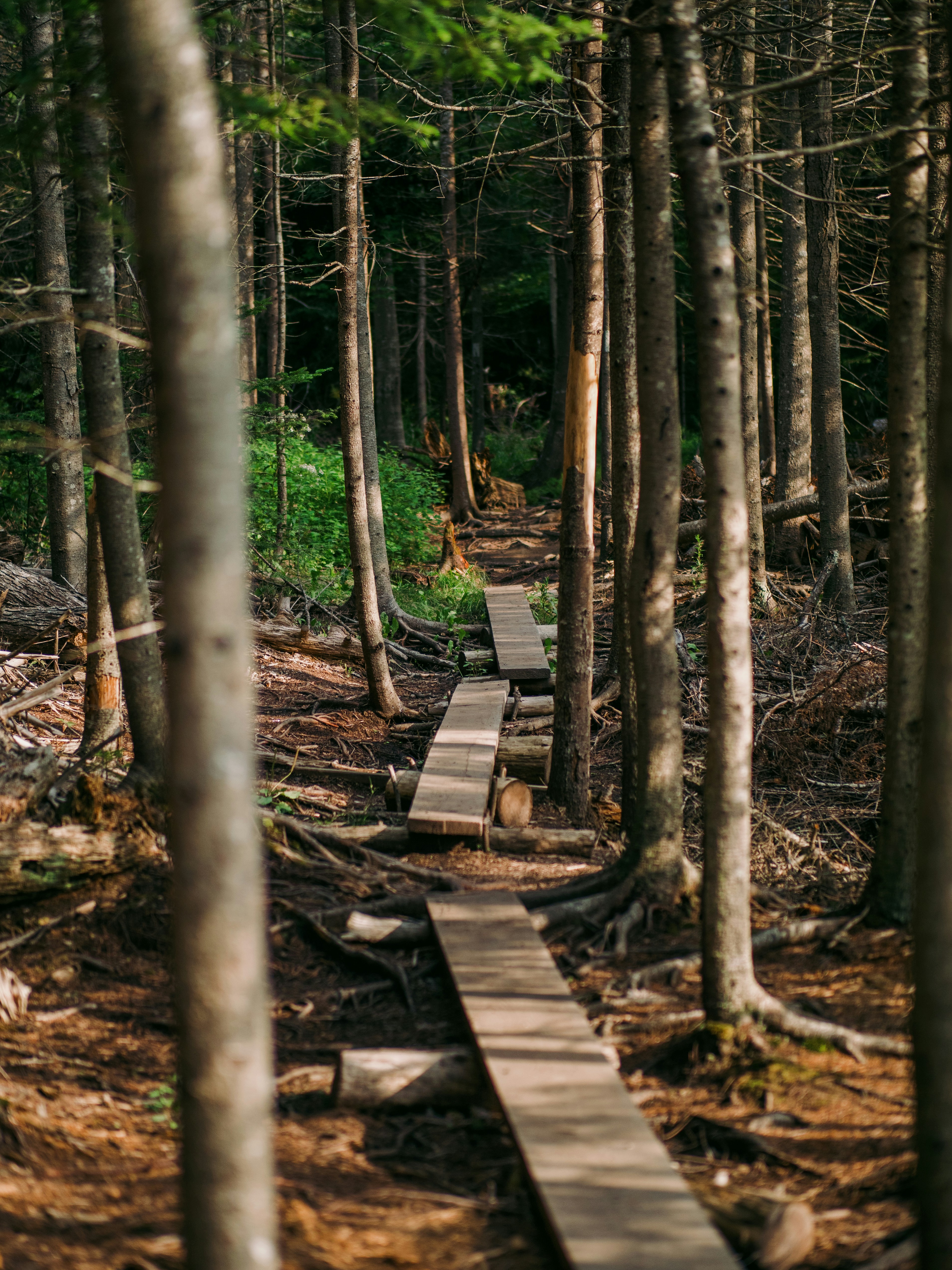 Photo by <a href="https://unsplash.com/@markolsen?utm_source=unsplash&utm_medium=referral&utm_content=creditCopyText">Mark Olsen</a> on <a href="https://unsplash.com/photos/a-wooden-walkway-in-the-middle-of-a-forest-Fmx1azAasdg?utm_source=unsplash&utm_medium=referral&utm_content=creditCopyText">Unsplash</a>       